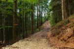 2014-07-05_Laengental-N-Hochweg (994). JPG